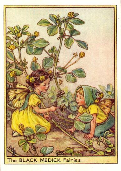 The Black Medick fairies-printed panel by Di van Niekerk