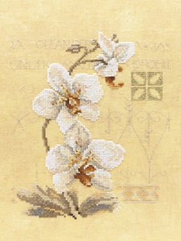 Three orchids by Lanarte