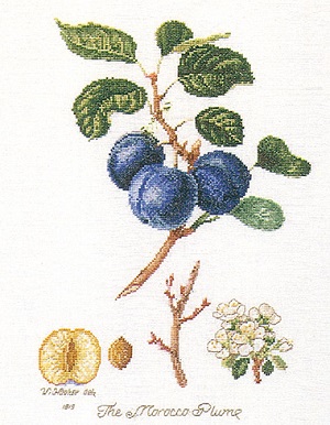 Thea Gouverneur GOK2059 Morocco plum