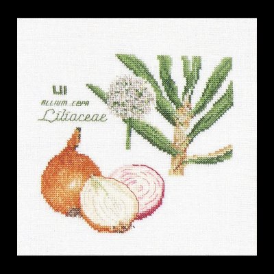 Thea Gouverneur GOK3042 Onion