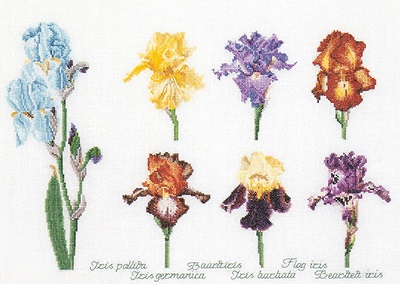 Thea Gouverneur GOK3051 Iris assortment