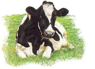 Thea Gouverneur Holstein Cow Looking Forward,GOK451