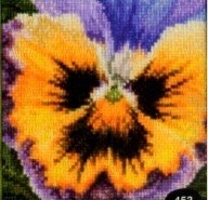 Thea Gouverneur Pansy GOK452