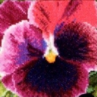 Thea Gouverneur Pansy GOK455