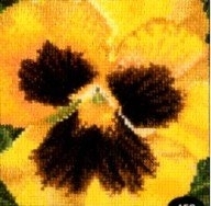 Thea Gouverneur Pansy GOK458