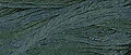 Classic Colorworks CCS-096 Evergreen - Belle Soie Silk Floss